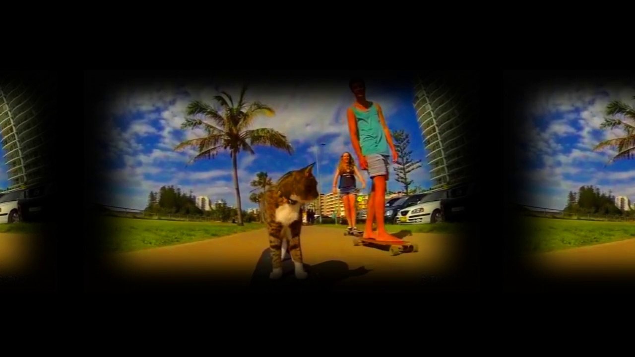 Chat skate-boardeur