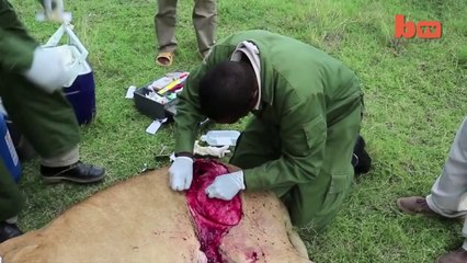 Graphic Footage of Lioness Mauled by Buffalo