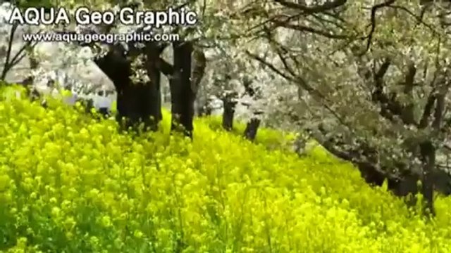 桜 吹雪 Sakura Fubuki