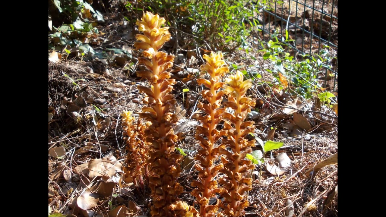 LA COURTE VIE DE L'OROBANCHE JAUNE