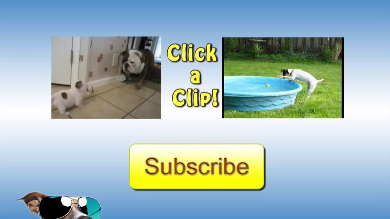 Decieved Dog Trick