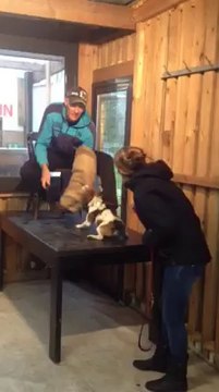 Concours de mordant et d'obéissance canine à Baudour