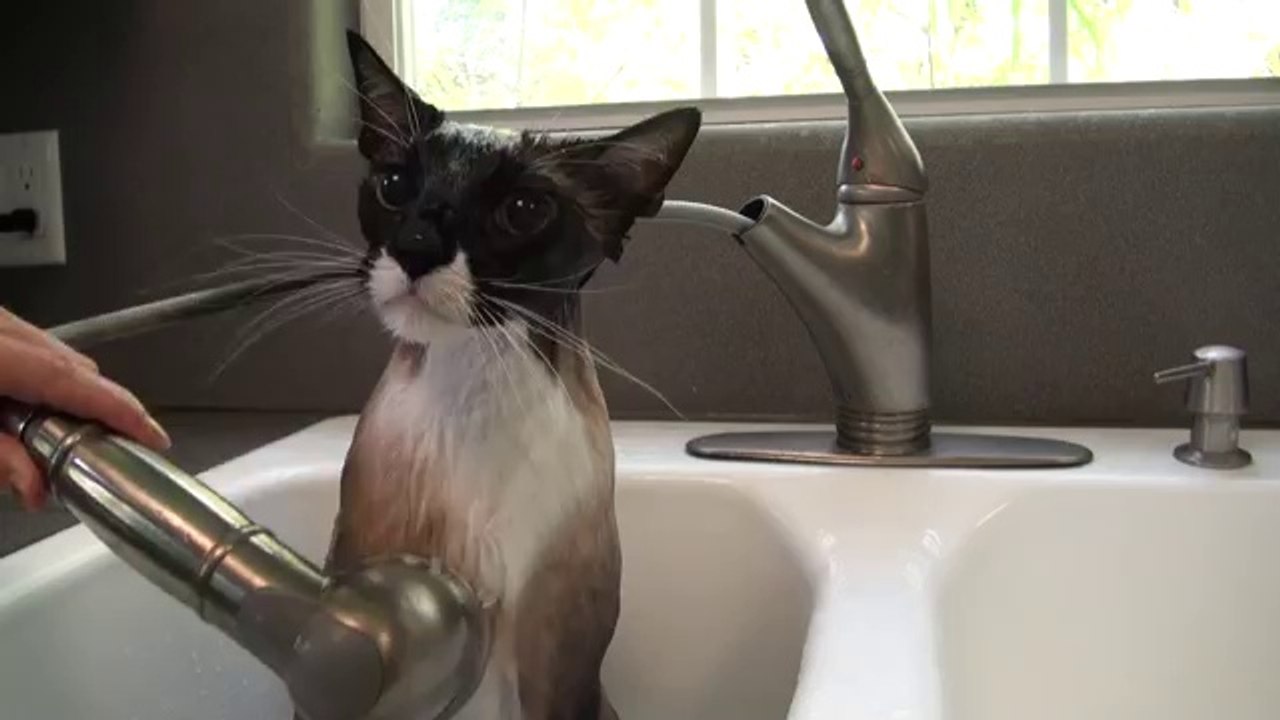 Banyo yapan sevimli kedi