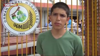 Adana'da ağaç kıyımı