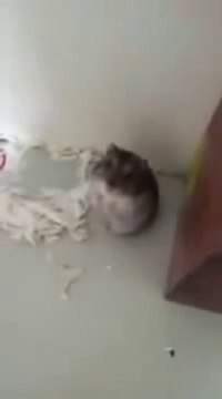 Fare Ölü Taklidi Yaparsa