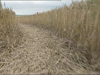 Cerchi nel grano - I disegni del mistero