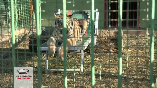 Una nuova casa per la tigre Angela, dalla casa del mafioso a Francoforte