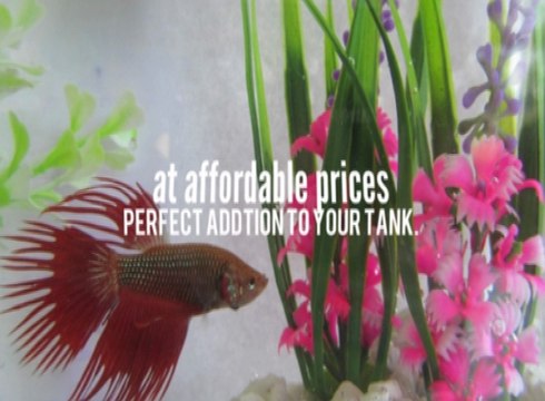 Fresh Water Fish Tank Plants