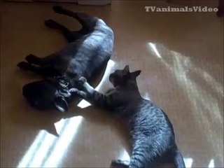 cats and dogs. fights