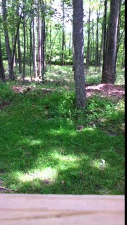 REAL BIGFOOT FOOTAGE CAPTURED