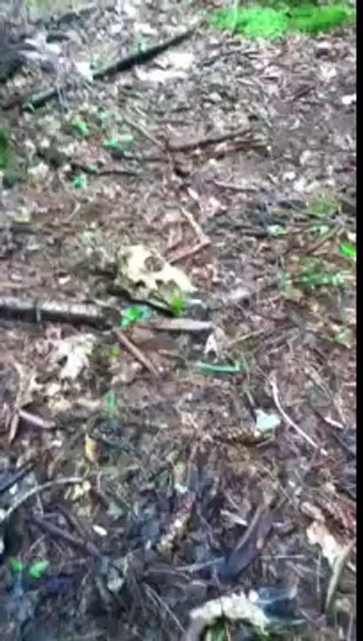 The Greelian Deer Attacker