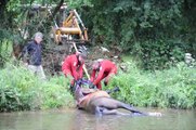 Blanzy : tractage du cheval mort hors du canal