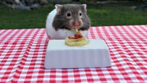 Tiny hamster eating tiny spaghetti