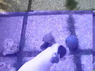 Un chien et une tortue jouent au foot