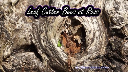 Leaf Cutter Bees at Ross.
