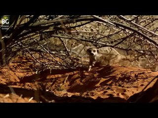 Dünyanın En Üçkağıtçı Kuşu