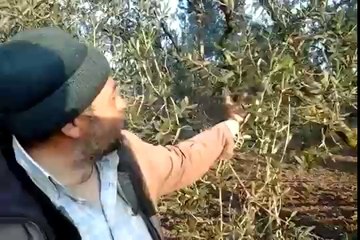 AKHISAR MEDAR kasabasnda ISMAIL INCI yle zeytinde ve bugdayda rekor gelisim fark