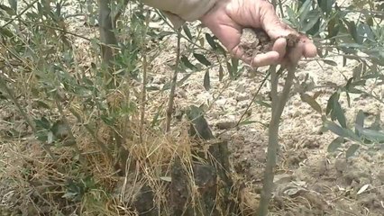 Zeytin kurumasi saruhanli hacirahmanlar sefik yavaş