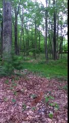NEW GROUNDBREAKING BIGFOOT FOOTAGE