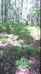 REAL INCREDIBLE BIGFOOT FOOTAGE