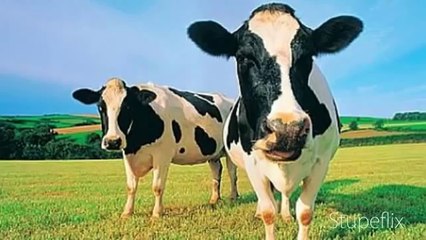 The Moo Moo Song - Music Video (Original Song)