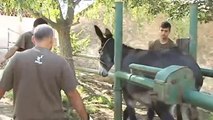 TV3 - Els Matins - El burro català, en perill d'extinció