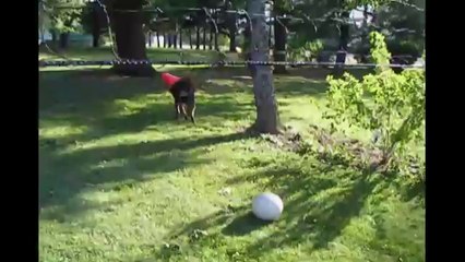 Cone Head Dog