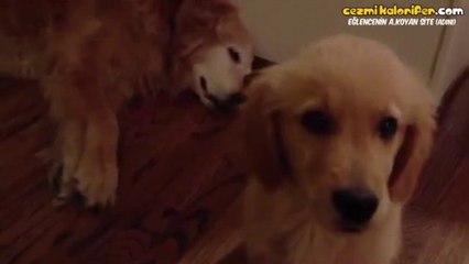 Kabus Gören Annesini Rahatlatmak İçin Baş Ucuna Yatan Köpek