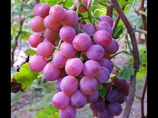 Aquí están las sustancias contenidas en las uvas y sus beneficio