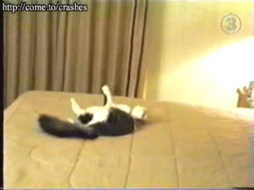 funny clip cat