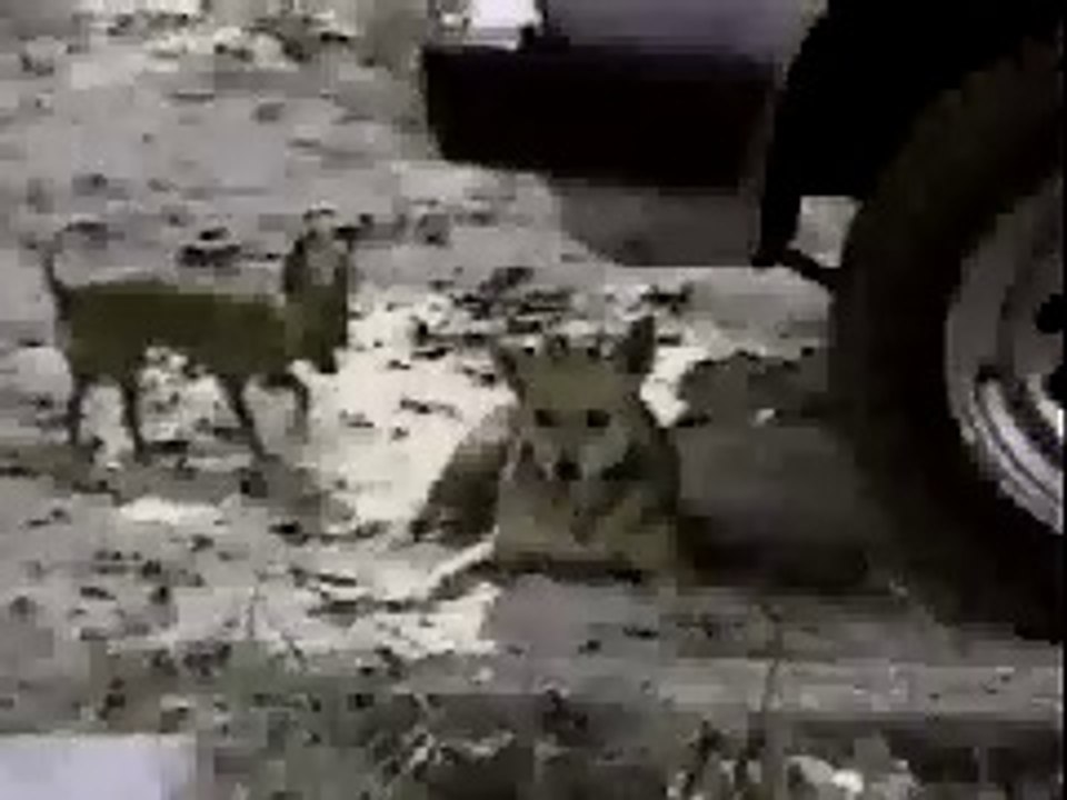 attitude funny clip