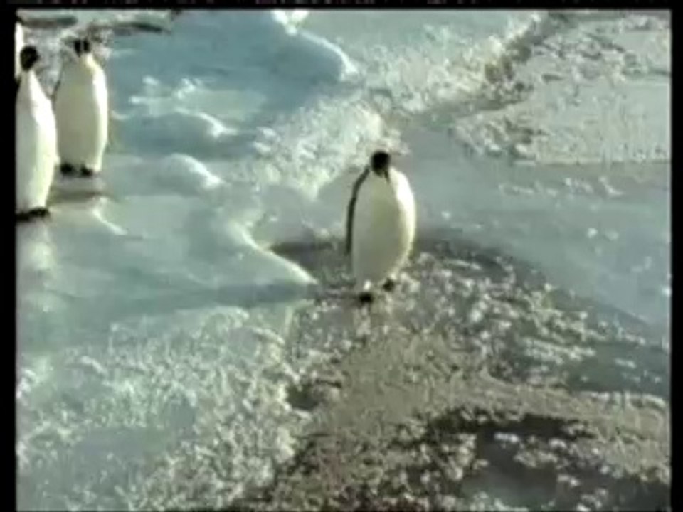 acc - pinguin sinks funny clip