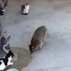 a hugery fox snatches food from cats