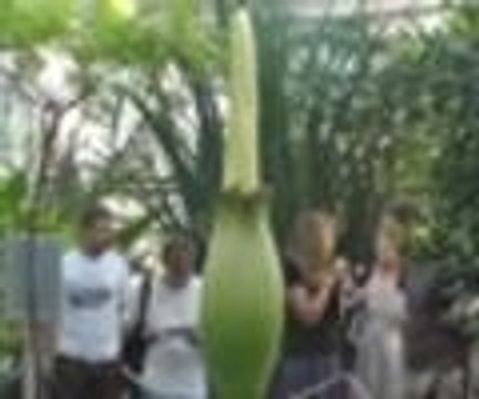 Dünyanın en büyük çiçeği açtı