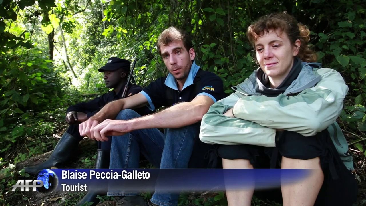 Touristen-Dollars helfen Ugandas Berggorillas