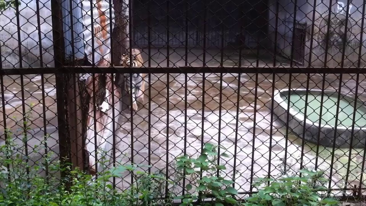 Free Online Course on Animal Welfare Starts on Monday