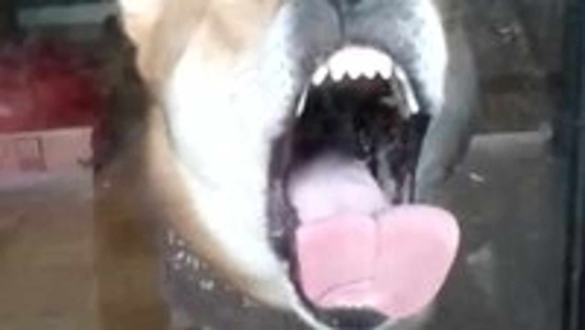 37++ Gambar anjing shiba inu release