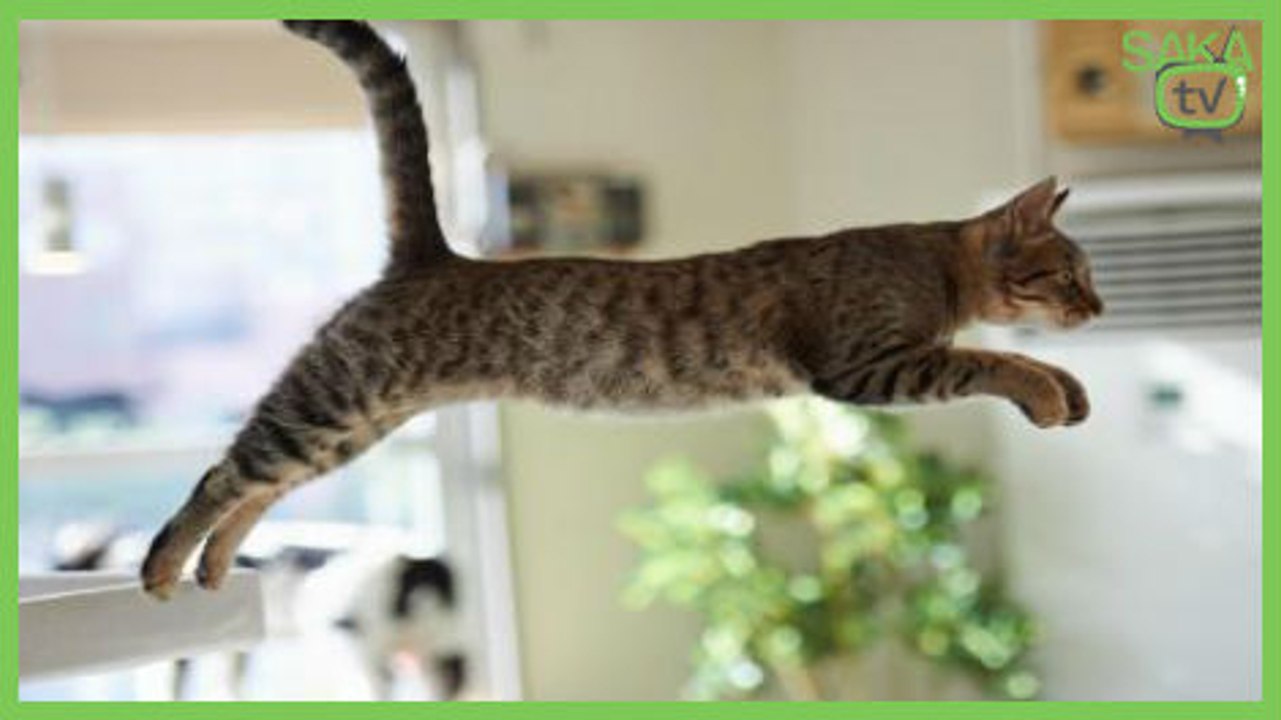 Kendini Dövmeye Çalışan Kedi