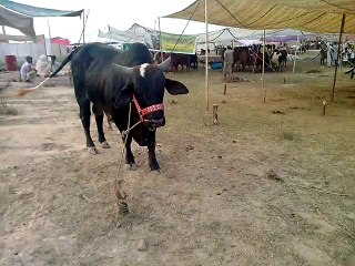 Eid Mandi Videos | Bakra Eid 2014 Videos | Bakra Eid Videos Online | Bakra Mandi Pakistan