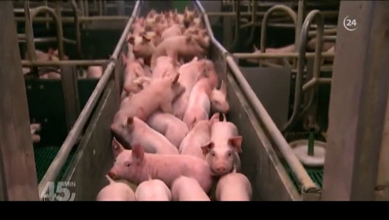 Armes Schwein ?