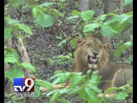 As per Government indicators, 66 lions died in Gujarat last year - Tv9 Gujarati