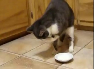 Funny Cats Compilation - Funny Cat Videos Ever- Funny Videos - Funny Animals Funny Animal Videos 10