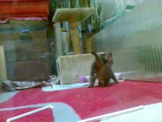 Chaton  Snowcat 2 mois à peine et futur  sportif 13 11 2013 n°2