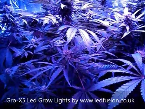 5w led grow light - Gro-X5 Led Grow Lights - Day 28