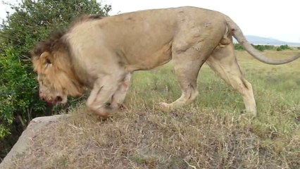 Lion Fights With Each Other