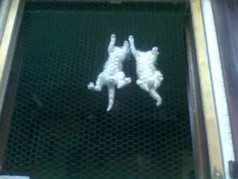 chatons, nos ptits anges roux Tyson et Jackson à adopter