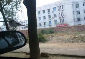 Bird Obsessed by Mirror