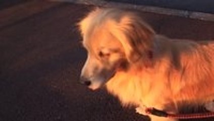 Dog thinks he is an ambulance