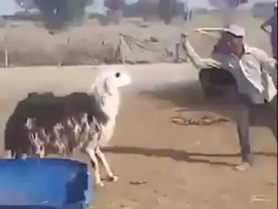 Don't Mess With Angry Lamb