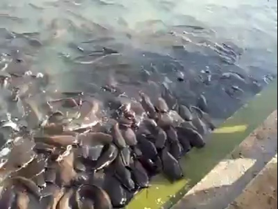In China - Fishe are Friend Not Food